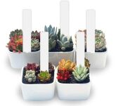 ZNACZNIKI TABLICZKI ETYKIETY DO OPISYWANIA ROŚLIN OPISU SADZONEK PLASTIKOWE OGRODOWE WIELORAZOWE  BIAŁE 10SZT - 3