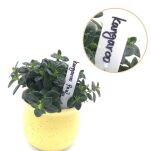 ZNACZNIKI TABLICZKI ETYKIETY DO OPISYWANIA ROŚLIN OPISU SADZONEK PLASTIKOWE OGRODOWE WIELORAZOWE  BIAŁE 10SZT - 2