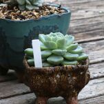 ZNACZNIKI TABLICZKI ETYKIETY DO OPISYWANIA ROŚLIN OPISU SADZONEK PLASTIKOWE OGRODOWE WIELORAZOWE  BIAŁE 10SZT - 5