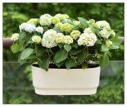 DONICZKA DONICA SKRZYNKA BALKONOWA ZAWIESZANA NA BALUSTRADĘ BARIERKĘ BALKON TARAS Z UCHWYTAMI SIMPLO - 3