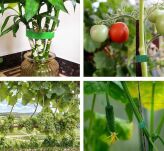 TAŚMA OGRODNICZA RZEPOWA RZEP 5M ZIELONY DO PODWIĄZYWANIA ROŚLIN POMIDORÓW PAPRYKI OGÓRKÓW KRZEWÓW - 3