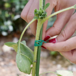 DRUT ŻYŁKA OGRODNICZA DO PĘDÓW PODWIĄZYWANIA ROŚLIN POMIDORÓW OGÓRKÓW FASOLI WINOROŚLI WINOGRON 50M - 4